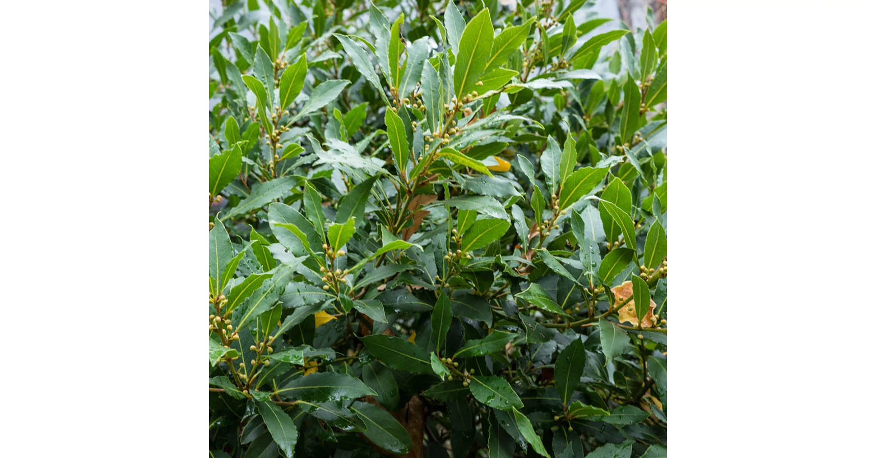 Baber Rait Nemes babér, Valódi babér (Laurus nobilis)