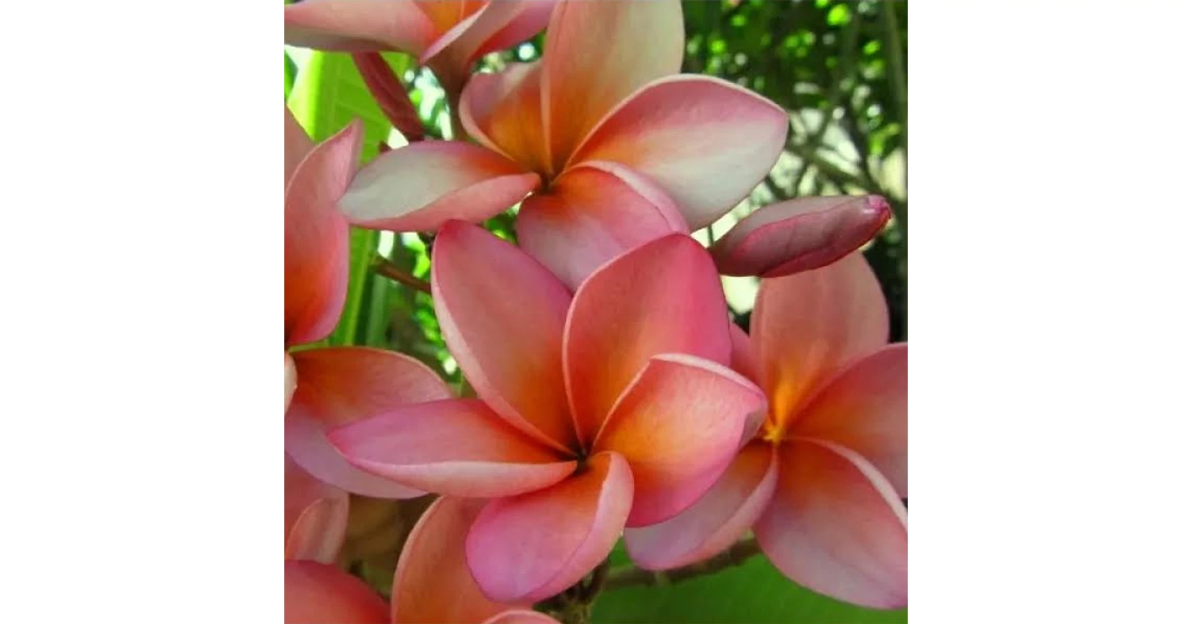 Frangipani Raspberry Royal Plumeria rubra ’Royal Silk’