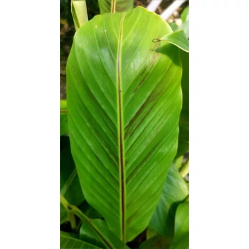 Csíkos darjeeling banán