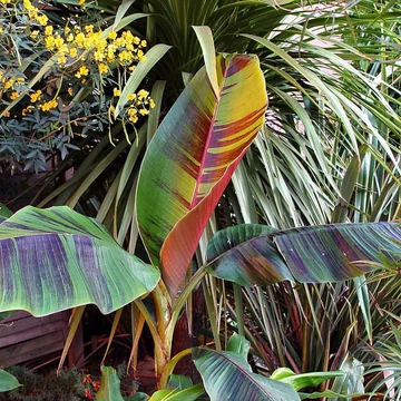 Csíkos darjeeling banán