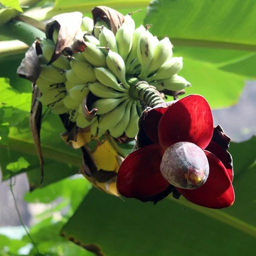 Kb. 70–80 cm magas, rendkívül erős töveket kínálunk.  Ennek az ősi banánfajnak feltűnő, tűzpiros virágzata van, amelyből kékes-zöldes ehető banánok fejlődnek. A termések édesek, de magokat tartalmaznak. Ennek a banán növénynek a növekedése igazán figyelem