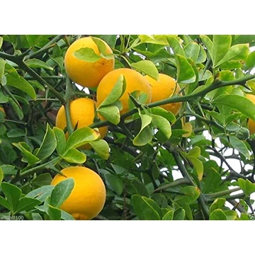 Fagytűrő vadcitrom