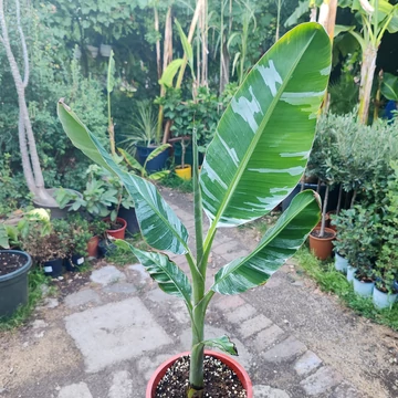 Hawaii Royal banán