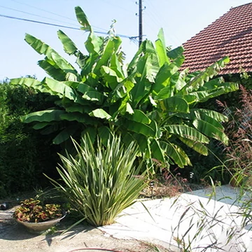 Hokkaidó fagytűrő banán