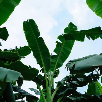 Manipur fagytűrő banán (Musa sikkimensis ’Manipur Massive’)