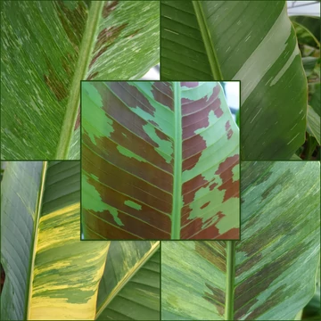 Különleges banáncsomag (Musa acuminata variegata)