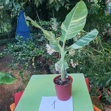 Musa Nam Wah Kom