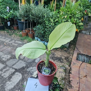 Musa Nam Wah Kom ’White’