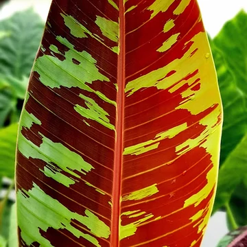 Szumátrai banán, vérbanán