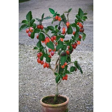 Trópusi paradicsomfa, Tamarillo