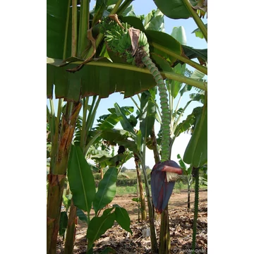 Termő desszert banán