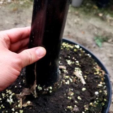 Thaiföldi fekete törzsű banán