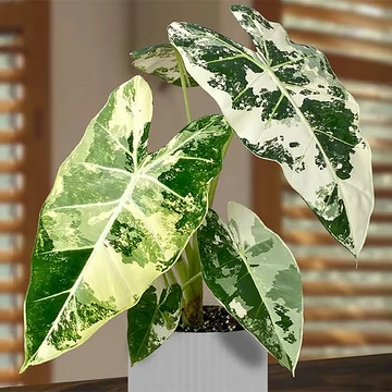Tarka bársony elefántfül (Alocasia micholitziana ’Frydek variegata’)