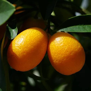 Kumquat, Aranynarancs, Törpemandarin