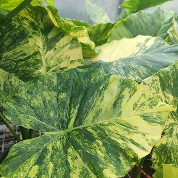 Aranytarka óriás elefántfül (Alocasia macrorrhiza ’aurea variegata’)