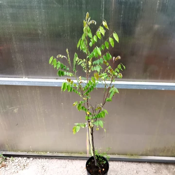 Csillaggyümölcs, Karambola