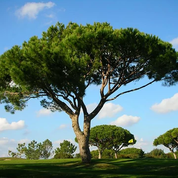 Európai mandulafenyő (Pinus pinea)