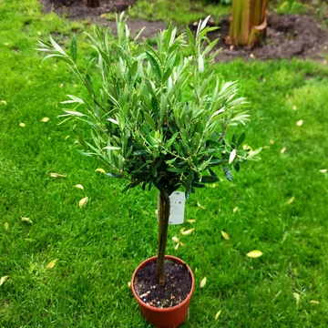 Európai olajfa, Olíva