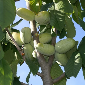 Indián banán oltvány Prima 1216 (Asimina triloba ’Prima 1216’)