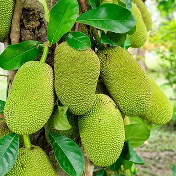 Jackfruit, Jákafa (Artocarpus heterophyllus)