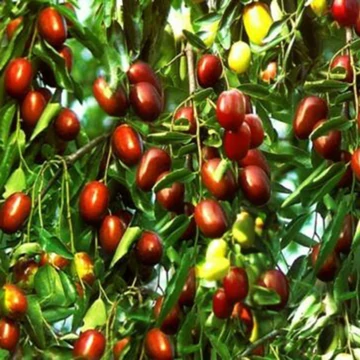 Kínai datolya, Jujube, Gumicukorfa