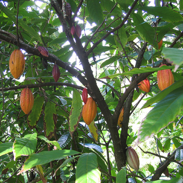 Kakaó (Theobroma cacao)