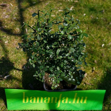 Kaviár citrom, ausztrál citrom