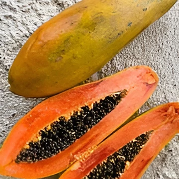 Kolumbiai Cauca Papaya, dinnyefa (Carica papaya ’Cauca’)