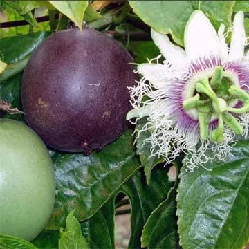 Maracuja