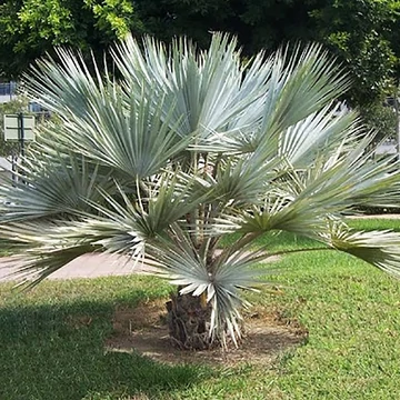 Mexikói kék fagytűrő pálma