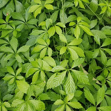 Ötujjas ginzeng, Jiaogulan