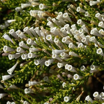 Pichi cserje, Hamis hanga (Fabriana imbricata)