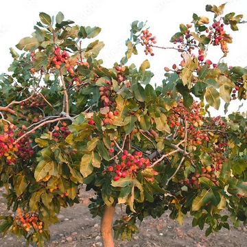 Pisztácia oltványok ültetvényhez