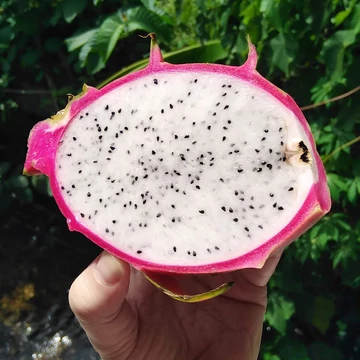 Pitaja vagy Sárkánygyümölcs