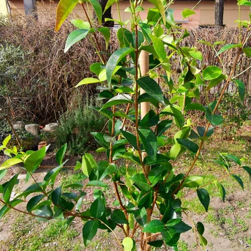 Pitanga, Brazil cseresznye