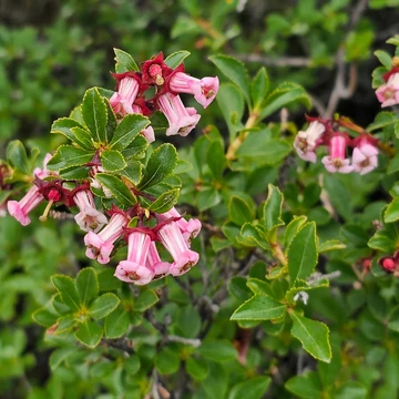 Rózsás kőtörőcserje (Escallonia rosea)