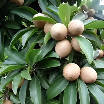 Manilkara zapota, Szapotilfa, Csikó (Manilkara zapota)