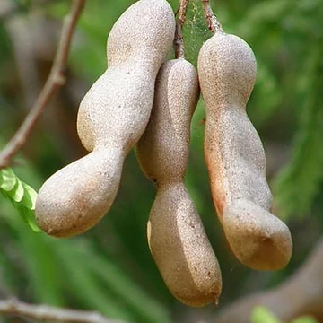 Tamarind (Tamarindus indica)