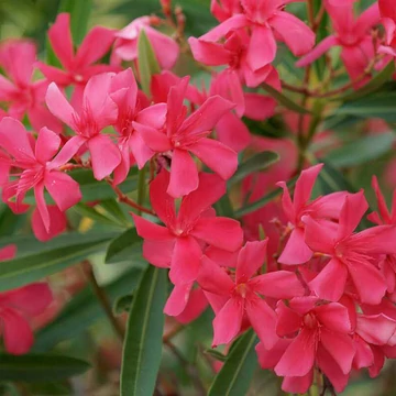 Télálló rózsaszín leander (Nerium oleander ’Italia’)