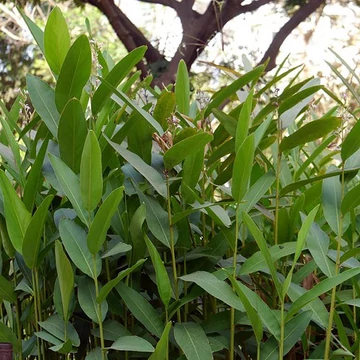 Thai gyömbér, Galangál, vagy Nagy galanga