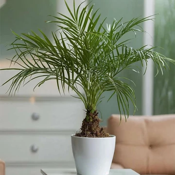 Törpe datolyapálma (Phoenix roebelenii)