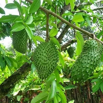 Tüskés annóna vagy Szourszop