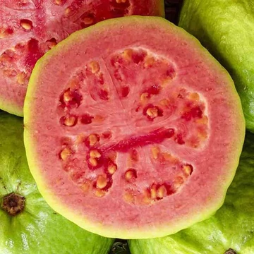 Vörös Guava (Psidium guajava ’Stone Ruby’)