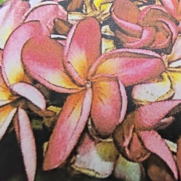 Plumeria rubra ’Duke’