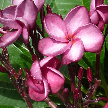Plumeria rubra 'Lorien'