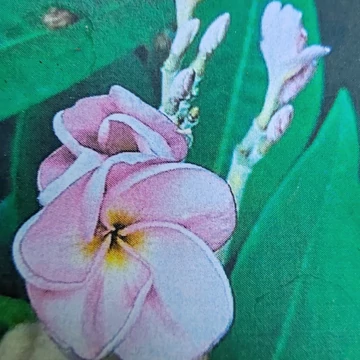 Plumeria rubra ’Lucky Purple’
