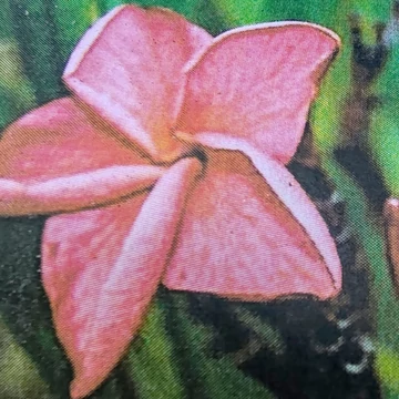 Plumeria rubra ’Valentine’