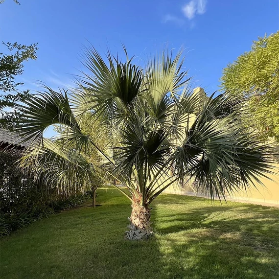Palmetto pálma, Szabalpálma (Sabal palmetto)