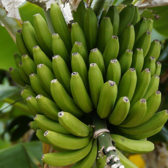 Fagytűrő termő banán