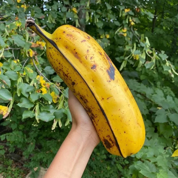 Hawaii óriástermésű banán (Musa ’Hua moa’)